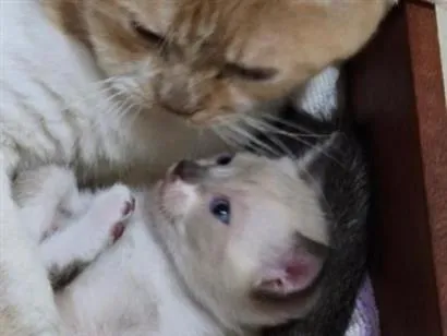 Gato raça SRD-ViraLata idade Abaixo de 2 meses nome Pompom