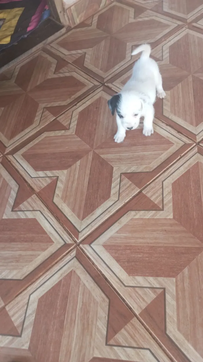 Cachorro raça SRD-ViraLata idade Abaixo de 2 meses nome estão sem nomes