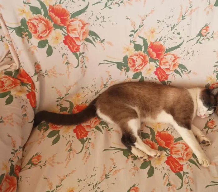 Gato raça Siamês idade 1 ano nome Mingau