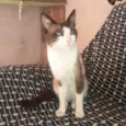 Mingau