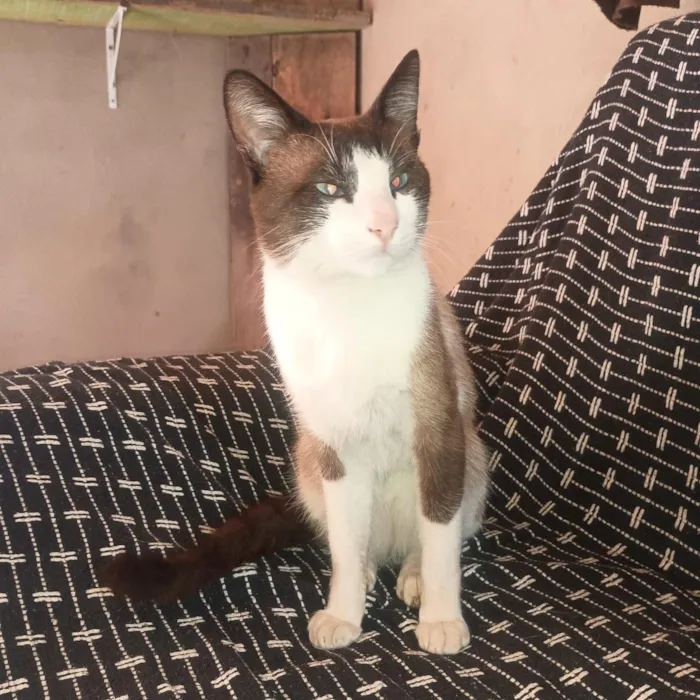 Gato raça Siamês idade 1 ano nome Mingau