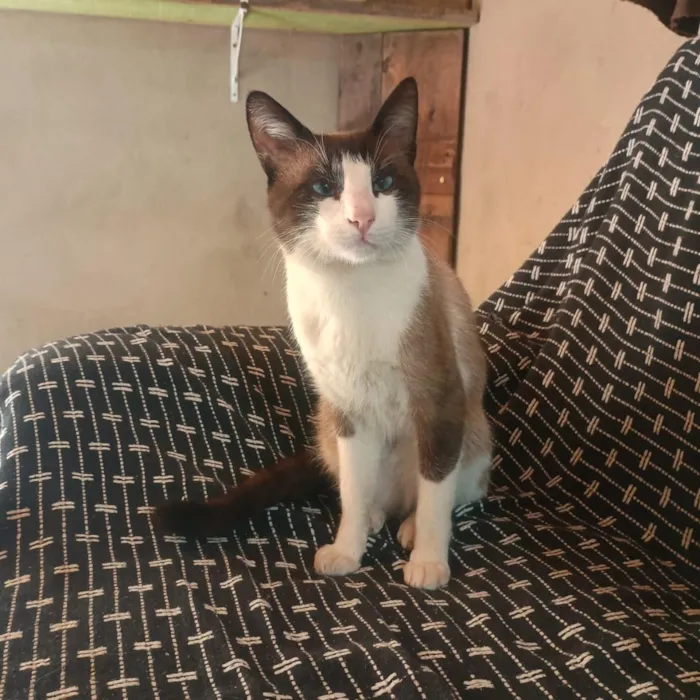 Gato raça Siamês idade 1 ano nome Mingau