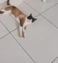 Mingau