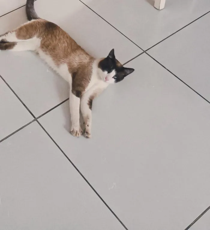 Gato raça Siamês idade 1 ano nome Mingau