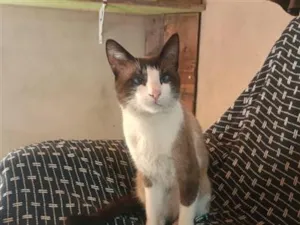 Gato raça Siamês idade 1 ano nome Mingau