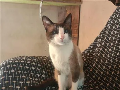 Gato raça Siamês idade 1 ano nome Mingau