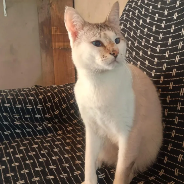 Gato raça Siamês idade 1 ano nome Chantilly