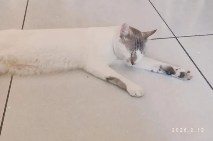 Gato raça Siamês idade 1 ano nome Chantilly