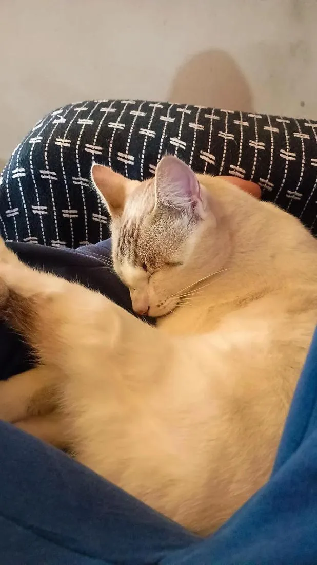 Gato raça Siamês idade 1 ano nome Chantilly