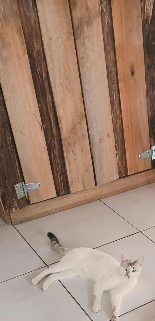 Gato raça Siamês idade 1 ano nome Chantilly