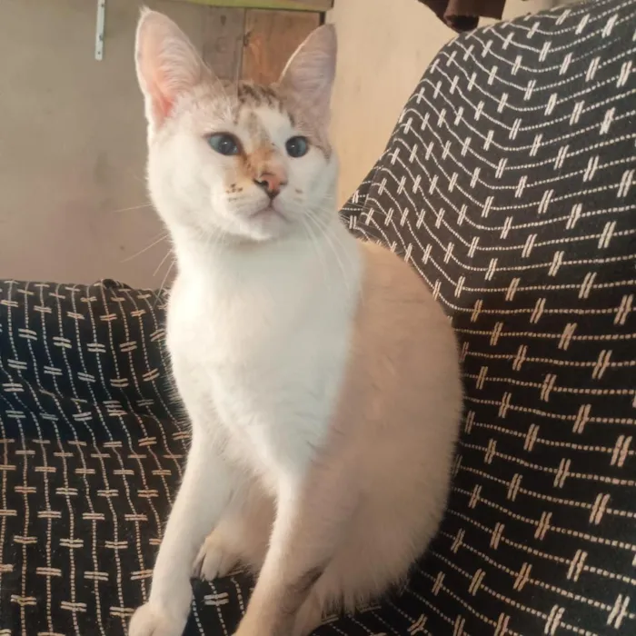 Gato raça Siamês idade 1 ano nome Chantilly