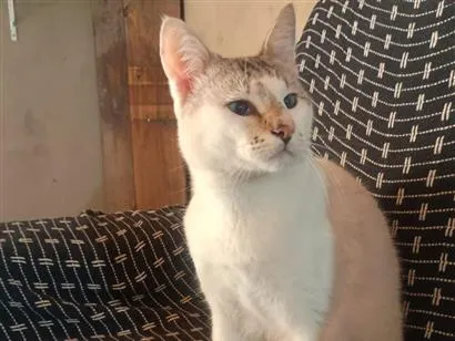 Gato raça Siamês idade 1 ano nome Chantilly