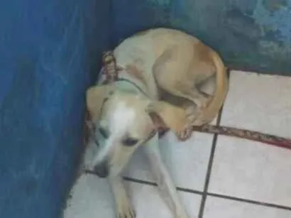 Cachorro raça SRD-ViraLata idade 2 a 6 meses nome jade