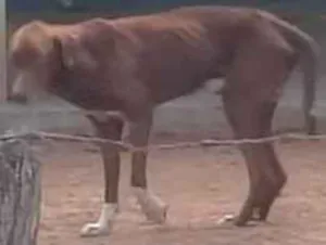Cachorro raça SRD-ViraLata idade 2 anos nome não tem nome 