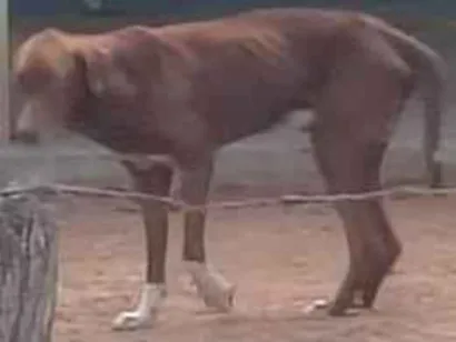 Cachorro raça SRD-ViraLata idade 2 anos nome não tem nome 
