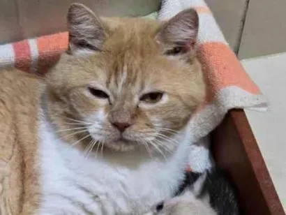 Gato raça SRD-ViraLata idade Abaixo de 2 meses nome Pompom