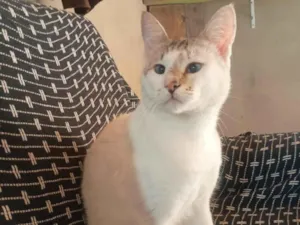 Gato raça Siamês idade 1 ano nome Chantilly