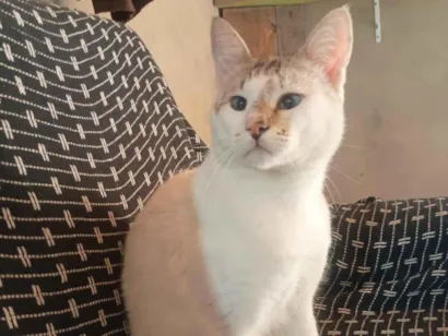 Gato raça Siamês idade 1 ano nome Chantilly
