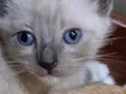 Pompom