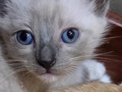 Gato raça SRD-ViraLata idade Abaixo de 2 meses nome Pompom