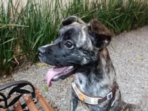 Cachorro raça SRD-ViraLata idade 1 ano nome thor