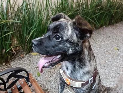 Cachorro raça SRD-ViraLata idade 1 ano nome thor
