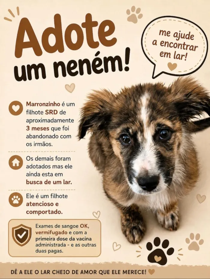Cachorro raça SRD-ViraLata idade 2 a 6 meses nome marrom