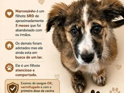 Cachorro raça SRD-ViraLata idade 2 a 6 meses nome marrom