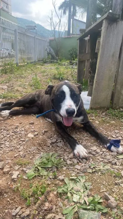 Cachorro raça Pit-Bull idade 1 ano nome atena 