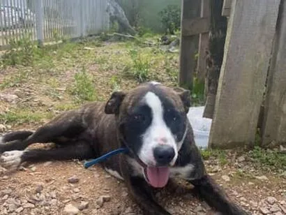 Cachorro raça Pit-Bull idade 1 ano nome atena 