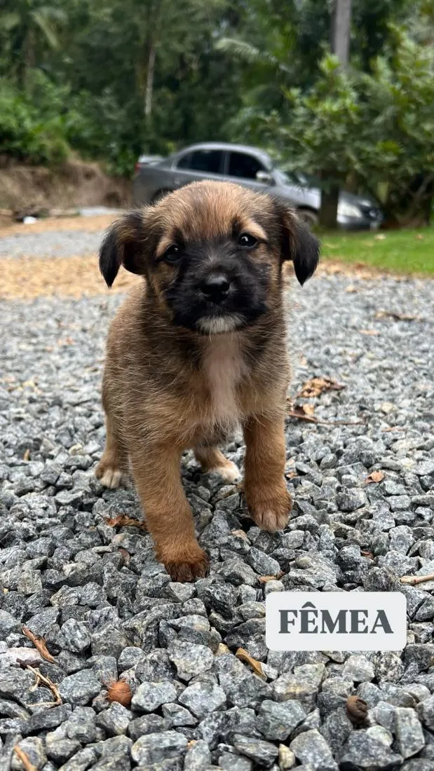 Cachorro raça SRD-ViraLata idade Abaixo de 2 meses nome Kiara