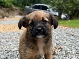 Cachorro raça SRD-ViraLata idade Abaixo de 2 meses nome Kiara