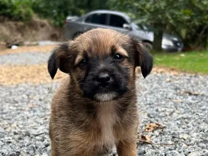 Cachorro raça SRD-ViraLata idade Abaixo de 2 meses nome Kiara
