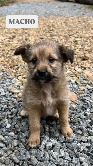 Cachorro raça SRD-ViraLata idade Abaixo de 2 meses nome Luke