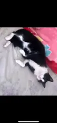 Tom