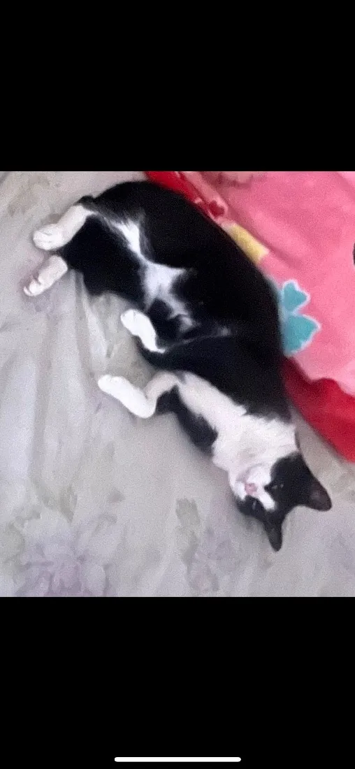 Gato raça SRD-ViraLata idade 1 ano nome Tom