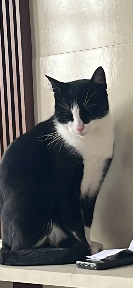 Gato raça SRD-ViraLata idade 1 ano nome Tom