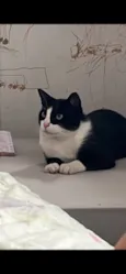 Tom
