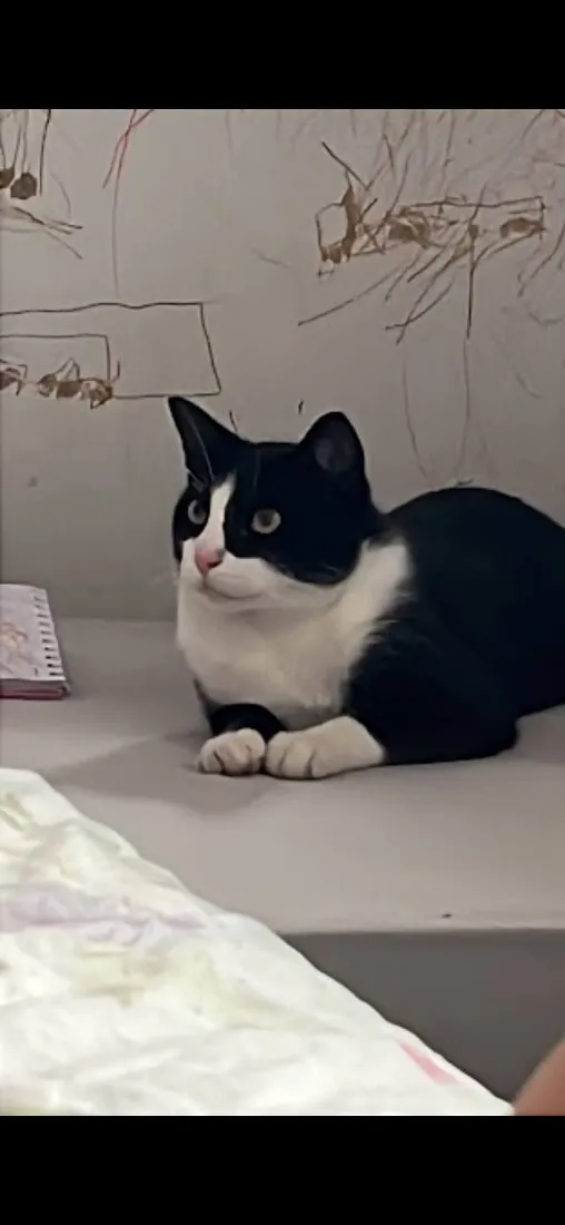 Gato raça SRD-ViraLata idade 1 ano nome Tom