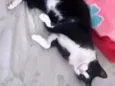 Tom