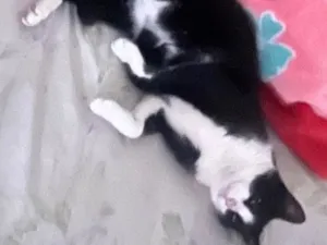 Gato raça SRD-ViraLata idade 1 ano nome Tom