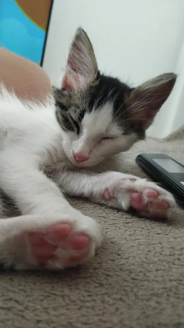 Gato raça SRD-ViraLata idade 2 a 6 meses nome Aurora