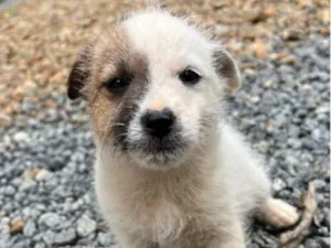 Cachorro raça SRD-ViraLata idade Abaixo de 2 meses nome Theo