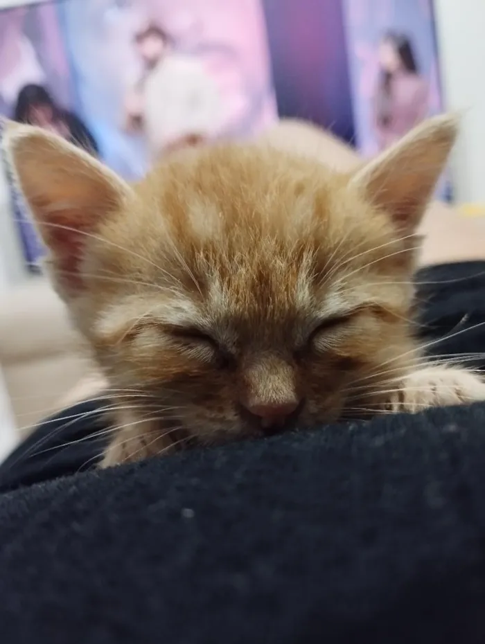 Gato raça SRD-ViraLata idade Abaixo de 2 meses nome Bela