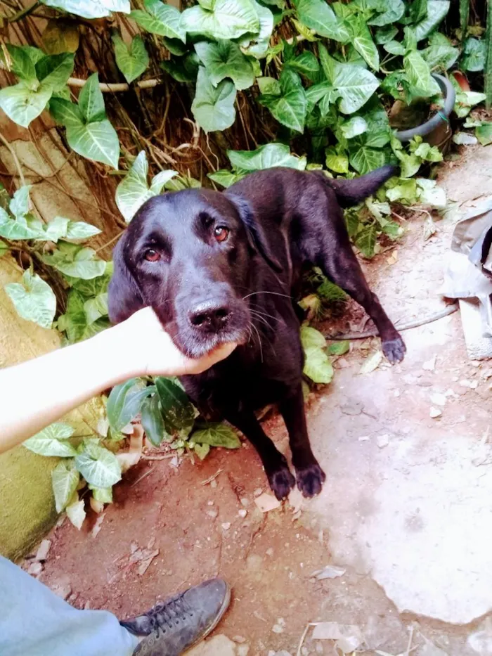 Cachorro raça SRD-ViraLata idade 3 anos nome Black