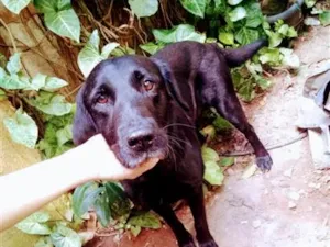 Cachorro raça SRD-ViraLata idade 3 anos nome Black