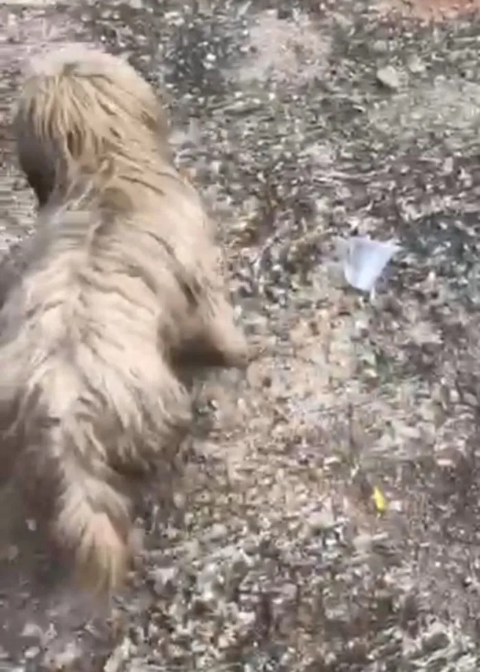 Cachorro raça Lhasa Apso idade 2 anos nome Bob