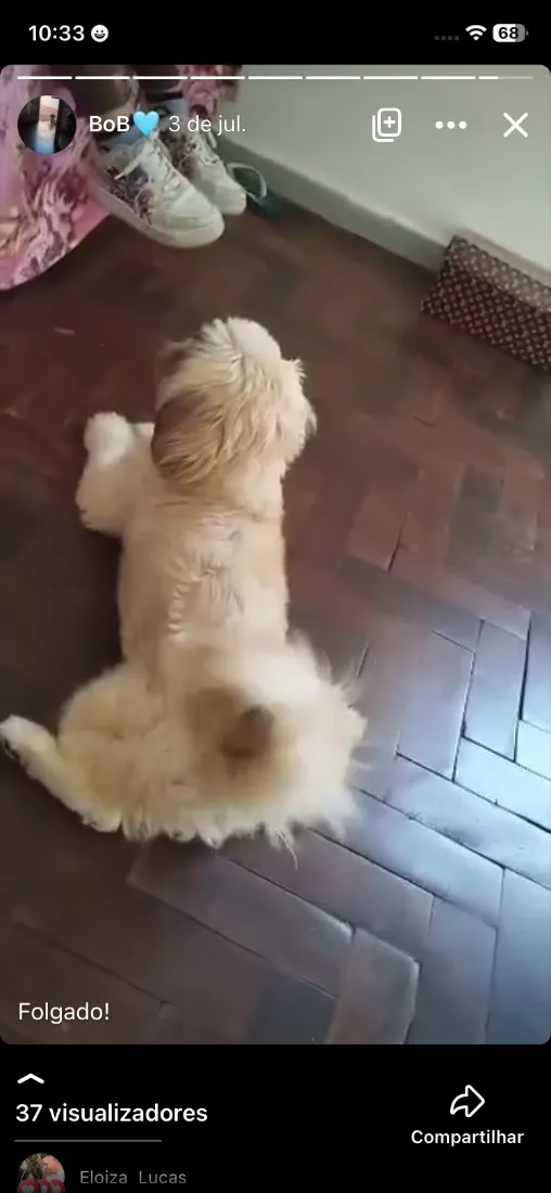 Cachorro raça Lhasa Apso idade 2 anos nome Bob