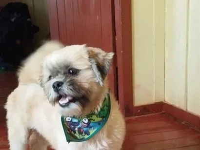 Cachorro raça Lhasa Apso idade 2 anos nome Bob