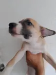 pintado
